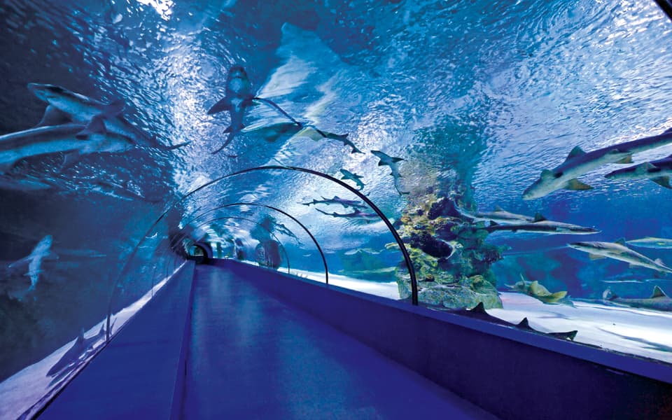 Alanya Aquarium Tour
