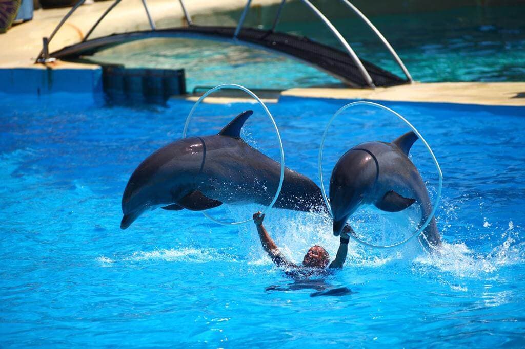 Antalya Dolphin Show